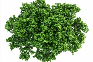 Lush Green Tree Canopy Viewed from Above with Vibrant Foliage and Natural Beauty