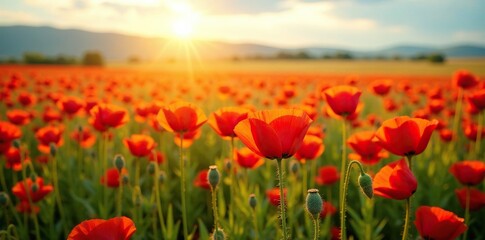 Fototapeta premium Sun-drenched field of opium poppies in full bloom, golden, flowers