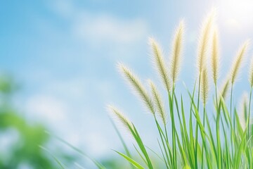 Fototapeta premium Soft Blades of Grass and Golden Foxtail in Sunshine Against Clear Blue Sky