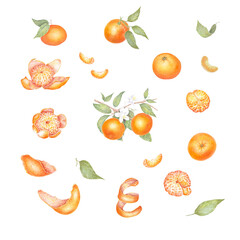 Tangerines on a branch painted with watercolors Set of mandarin fruit design elements. Ripe orange watercolor.Orange fruit vitamin Citrus illustration