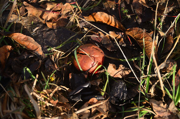 a rotten apple on the ground