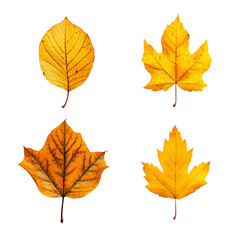 Autumn Leaves Collection: A Study in Golden Hues