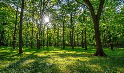 Obraz premium Sunlit Forest with Green Grass and Shadows, Ideal for Nature Backgrounds.