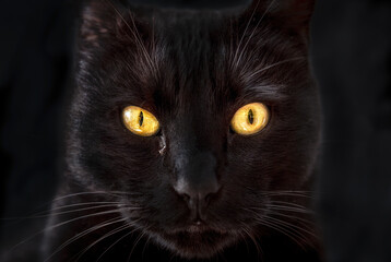 black cat with gold eyes