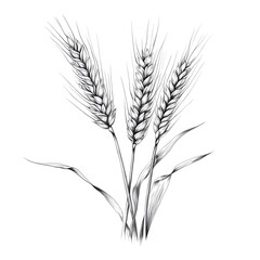 Fototapeta premium Detailed Black and White Drawing of Wheat Heads