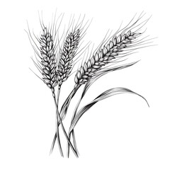 Fototapeta premium Detailed Black and White Drawing of Wheat Heads