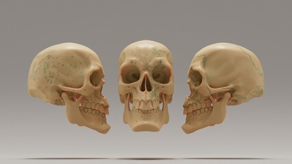 Realistic Human Skull 3D Rendering | High-Quality Medical and Artistic Illustration