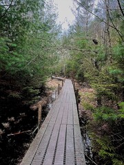 railway in the forest