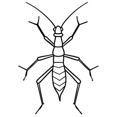 Stick Insect on white background