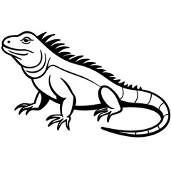 Iguana on white background