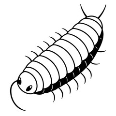 Millipede on white background