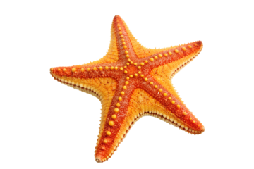 Bright Orange Starfish with Yellow and Red Accents – Marine Life Close-Up on Transparent Background