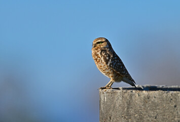 Burrowing Owl guarding his burrow