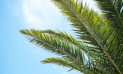 Obraz premium Bright green palm leaves stretch upwards on a sunny day against a bright blue sky.
