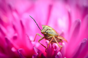 bug on a flower