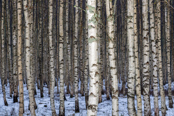 Fototapeta premium Symmetry in Nature: Birch Trees in Winter. Enchanted Birch Grove.
