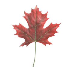 Fototapeta premium Crimson Maple Leaf: A Study in Autumnal Hues