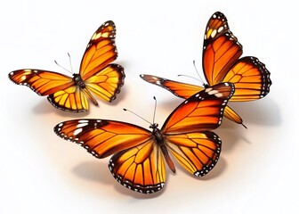 Fototapeta premium Three Orange Butterflies with Black Borders on White Background - High-Resolution Stock Photo