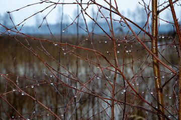Winter Dewdrops on Twigs. Nature's Jewels: Water Droplets on Branches.