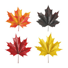 Fototapeta premium Autumn Leaves Collection: A vibrant display of fall foliage, showcasing four maple leaves in diverse autumnal colors.