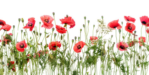 Obraz premium Vibrant red poppy flowers