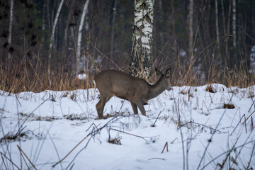 Fototapeta premium Deer in Winter Forest. .Wildlife in Snowy Woodland