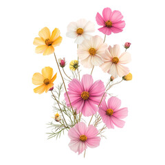 Naklejka premium Delicate Cosmos Bouquet: A Symphony of Pink, Yellow, and White