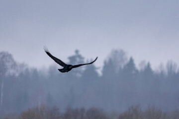 Bird in Flight Over a Misty Winter Landscape. Soaring Bird Silhouette Against Foggy Forest Backdrop