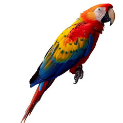 Fototapeta premium parrot bird isolated on transparent