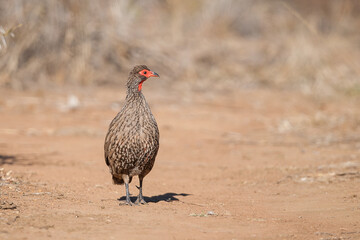 Swainson's francolin walking on a dirt road