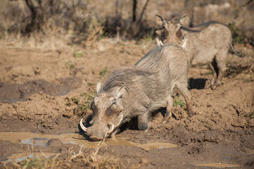 Fototapeta premium Warthog drinking water from a puddle