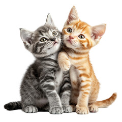 Adorable Kitten Embrace: A heartwarming image of two kittens cuddling.