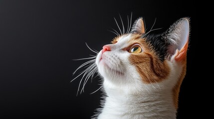 A close-up of a calico cat gazing upwards against a dark background.