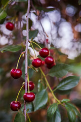 Branch of ripe red cherries on a tree brunch in a garden