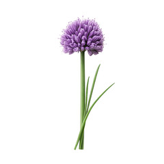 A Single Chive Blossom Against a Black Background