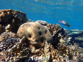 Lesser valley coral (Platygyra daedalea) undersea, Red Sea, Egypt, Sharm El Sheikh, Montazah Bay