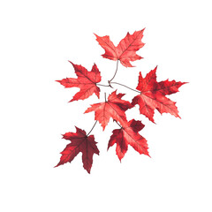 Crimson Maple Leaves: Autumn's Fiery Embrace