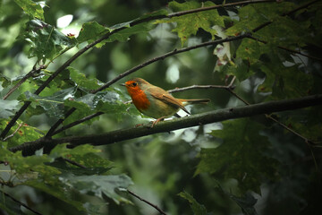 petirrojo en el bosque