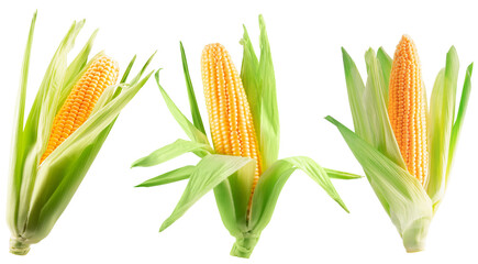 set of ears of corn isolated on white background