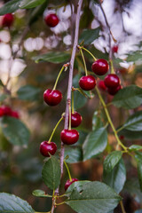 Branch of ripe cherries on a tree in a garden
