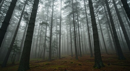 Enchanting Foggy Forest, A mystical scene of a forest shrouded in a thick fog, creating an ethereal and mysterious atmosphere.