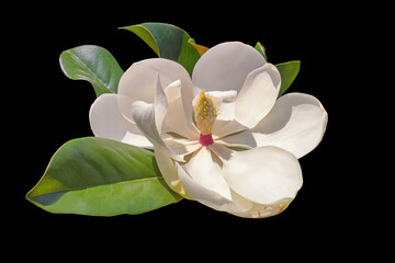 Beautiful white flower of magnolia ( Magnolia grandiflora ) isolated on black background