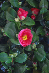 Spring flowers. Red flowers of camellia. Flowering camellia bush