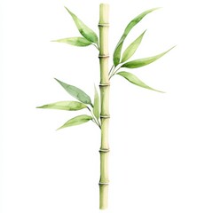 Fototapeta premium Watercolor bamboo illustration nature art tranquil environment close-up botanical beauty, isolated on white background