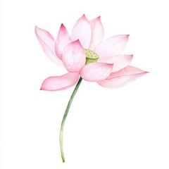 Obraz premium Watercolor lotus flower art nature scene botanical illustration calm environment close-up viewpoint, isolated on white background