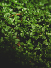 Close-up on small green carpet plants (elatine hydropiper).
