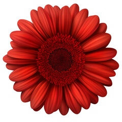 A red gerbera daisy, isolated on a transparent background png