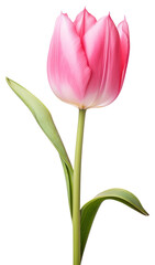 Obraz premium PNG Blossom flower tulip plant.