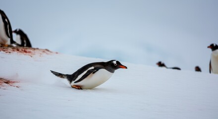 Fototapeta premium Penguin sliding on snowy slope with others nearby in cold environment