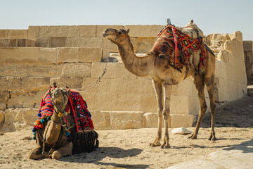 Two camels in the Sahara desert in Egypt